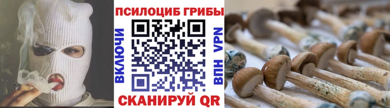купить закладку  Межгорье  Галлюциногенные грибы Psilocybe 